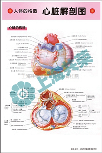 人體的構(gòu)造--心臟解剖圖